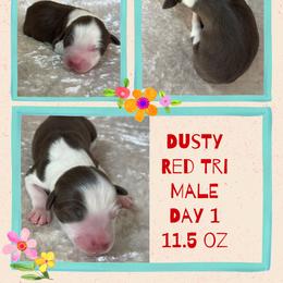 Dusty - Red tri-color male Australian Shepherd puppy in Marshall, Virginia from Greywood Farm Aussies