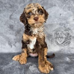 Opal - Merle female Goldendoodle puppy in Chattanooga, Tennessee from Hilltop Cuddle Pups