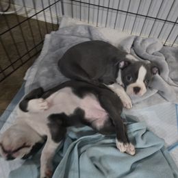 Boston Terrier Puppies from Aronow pups