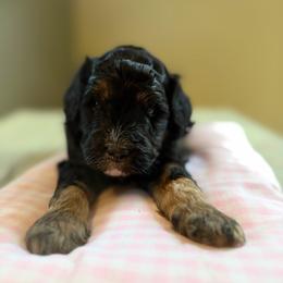 Lacy - Tri-color female Bernedoodle puppy in Carlotta, California from Lost Coast Poodles and Doodles