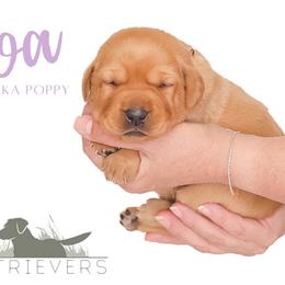 Labrador Retriever Puppies from AGL Retrievers