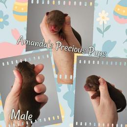 Devon - Chocolate and tan male Yorkshire Terrier puppy in Wartburg, Tennessee from Amanda's Precious Pups