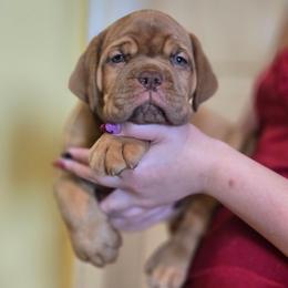 Blue girl - Red female Dogue de Bordeaux puppy in Michigan from Boondocks Bordeaux