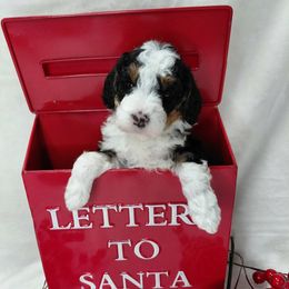 Ellie - Tri-color female Bernedoodle puppy in Eau Claire, Wisconsin from Fisher River Doodle's