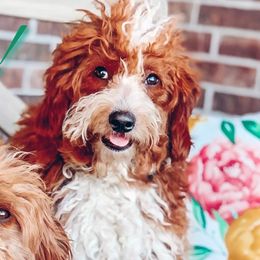 Pixie - Goldendoodle