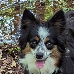 Miniature American Shepherds and Toy Australian Shepherds from Talatigi Aussies