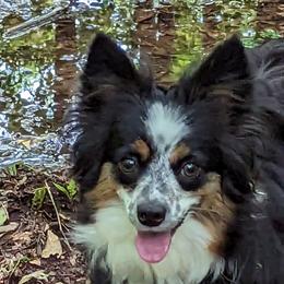 Miniature American Shepherds and Toy Australian Shepherds from Talatigi Aussies