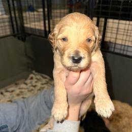 Atlas - Cream male Goldendoodle puppy in Prosperity, Pennsylvania from Stelladoodles & Company
