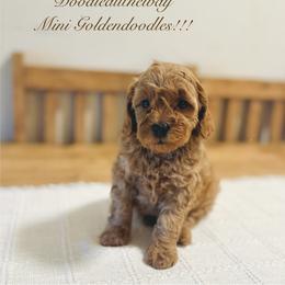 Girl 1 - Apricot female Goldendoodle puppy in Midland, Texas from Doodlealltheway