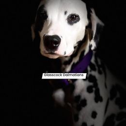 Ruby - Dalmatian