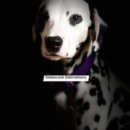 Ruby - Dalmatian