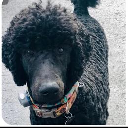 Jack - Poodle