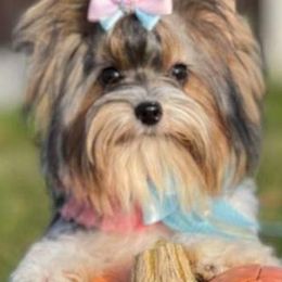 Biewer Terriers from Central Texas Biewer Terriers