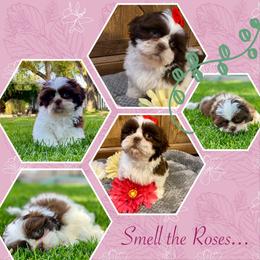 Wilma - Liver and white female Shih Tzu puppy in Klamath Falls, Oregon from Bel Aire Beauties