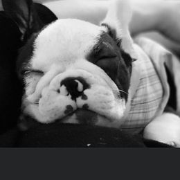 Boston Terrier and French Bulldog Puppies from High Plains