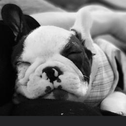 Boston Terrier and French Bulldog Puppies from High Plains