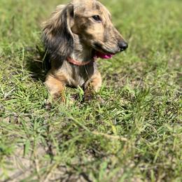 Dachshund Puppies from Camacho_Dachshunds