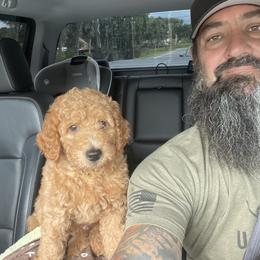 Goldendoodle Puppies from Darling Doodles