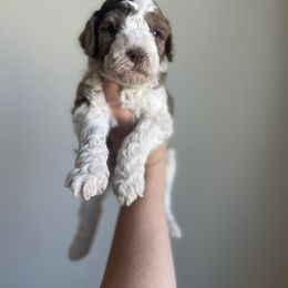 Goldendoodle and Golden Retriever Puppies from Goldie Locks Golden Retrievers & Doodles