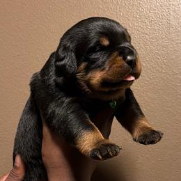 Green collar - Black and mahogany male Rottweiler puppy in Beebe, Arkansas from Rottweilers Vom Haus Forte