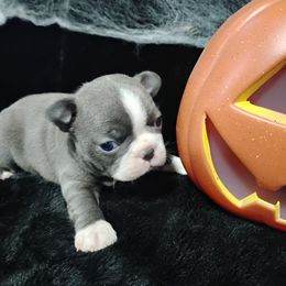 Bubbles - Blue female Boston Terrier puppy in Catawba, North Carolina from Lil Wiggles Boston Terriers