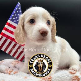 Scout - Cream male Dachshund puppy in Houston, Texas from Texas Regal Dachshunds LLC