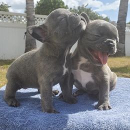 French Bulldogs from Island-Edge Kennels