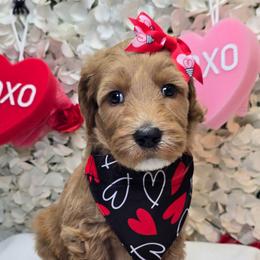 Orange - Apricot female Goldendoodle puppy in Rockledge, Florida from Stormie's Doodles