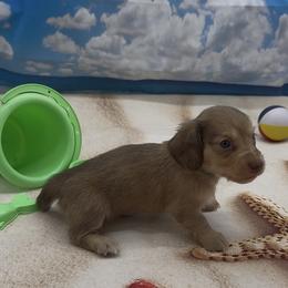 Chocolate Based Cream Longhair Male (green collar) - Cream male Dachshund puppy in Killeen, Texas from Southern Dachshunds