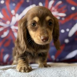 Nix - Chocolate and cream female Dachshund puppy in Pflugerville, Texas from Dream A Dream Dachshunds