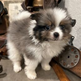 Shadow - Blue merle male Pomeranian puppy in Costa Mesa, California from Wheresmil0
