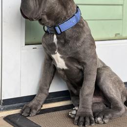Cane Corso Puppies from JSM Corsos