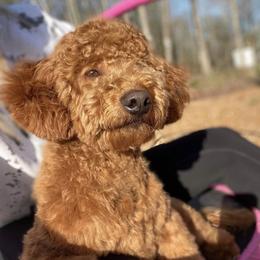 French Bulldog and Goldendoodle All Grown Up from French Valley Miniature Goldendoodles & French Bulldogs