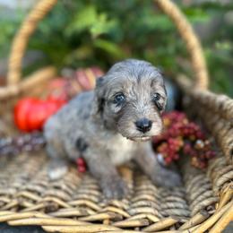 Johnny - Blue merle male Aussiedoodle puppy in Lexington, Alabama from Johnson’s Highland Pride Aussiedoodles
