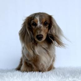 Rival - Dachshund