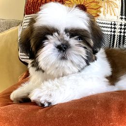 Shih Tzu Puppies from Cheryl Strak's Shih Tzus