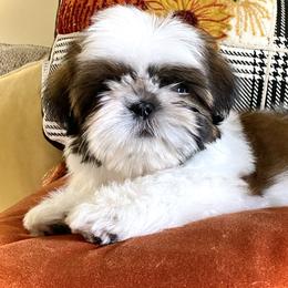 Shih Tzu Puppies from Cheryl Strak's Shih Tzus