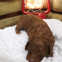 Poodle Puppies from Red Barn Moyen Poodles