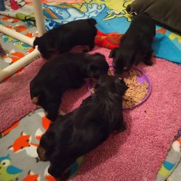 Yorkshire Terrier Puppies from Bayview Yorkies