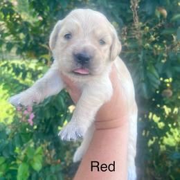 Red collar - Golden female Golden Retriever puppy in Jesup, Georgia from Painted Platinum Retrievers (Painted Platinum Kennel) PPK