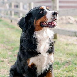 Grace - Bernese Mountain Dog