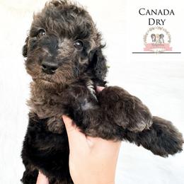Canada Dry - Blue merle male Aussiedoodle puppy in Corydon, Indiana from Ridgeline Doodles