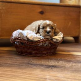 Cavalier King Charles Spaniel and Cavapoo Puppies from Cavaliers of Windsor