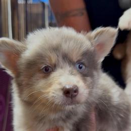 Coco - Chocolate female Pomsky puppy in Spring Hill, Florida from PDQ Pomskies