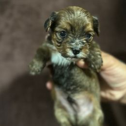 Boy 2 - Yorkshire Terrier puppy from Empire Yorkies
