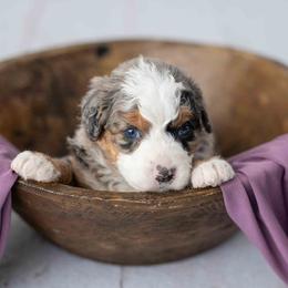 Bluey - Blue merle female Bernedoodle puppy in Lititz, Pennsylvania from Sleepy Hollow Acres
