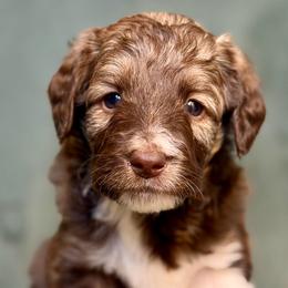 Beau - Brown and white male Aussiedoodle puppy in Jackson, Tennessee from Dinah Doodles and Aussies