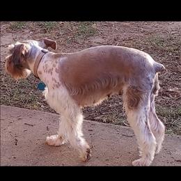 Bella - Miniature Schnauzer
