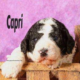 Capri - Parti female Poodle puppy in Saint Cloud, Minnesota from Grace Kennel