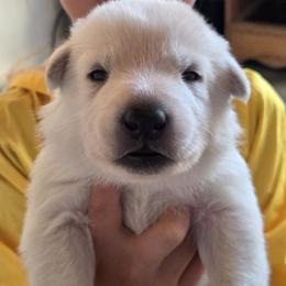 Boy 1 - White male German Shepherd puppy in Tonopah, Nevada from Mercy's White Shepherds